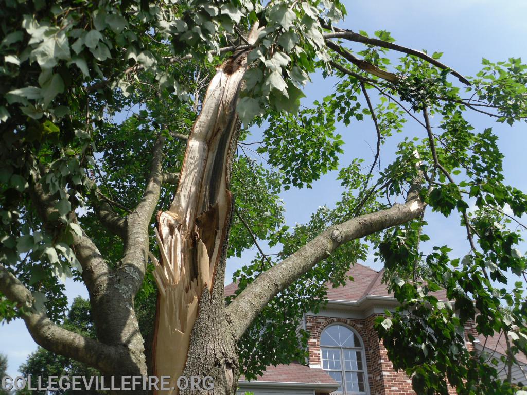 Wind damage in Collegeville Borough from a severe Thunder Storm